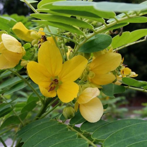 Avarampoo provides cooling effects and helps maintain overall body balance in SugarSenz Tamil Nadu
