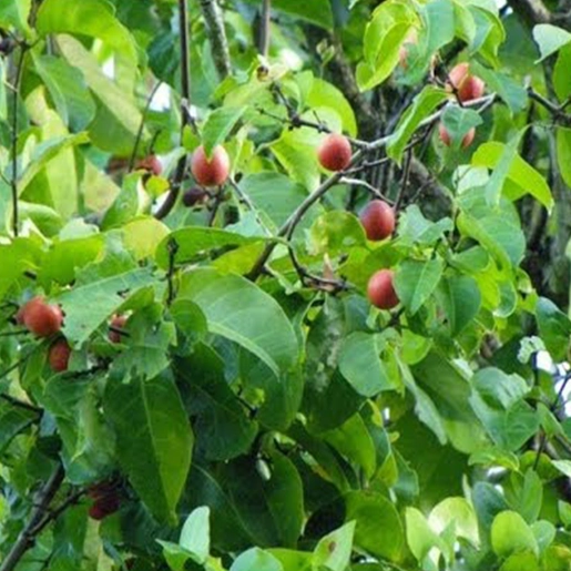 Ekanayakam herb for slowing carbohydrate conversion and supporting sugar balance in Tamil Nadu.