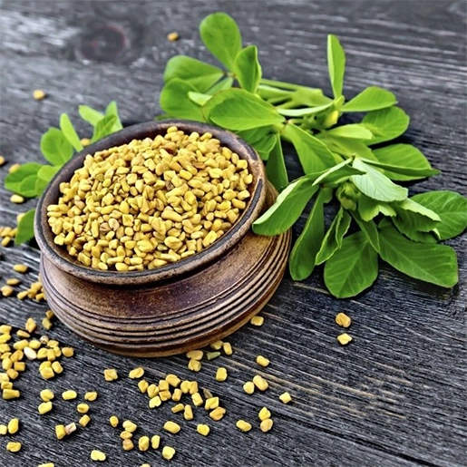 Fenugreek for slowing sugar absorption and promoting glucose balance in SugarSenz Tamil Nadu