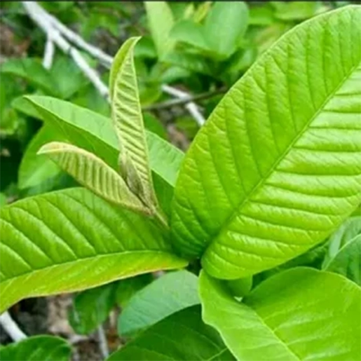 Guava leaves help reduce post-meal blood sugar spikes and support healthy glucose levels, Tamil Nadu