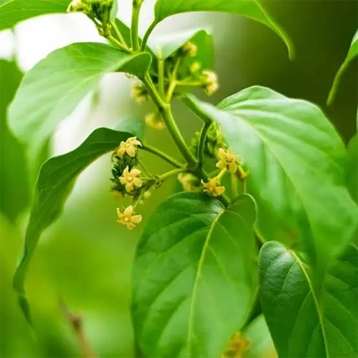 Gudmar herbal ingredient for maintaining healthy blood sugar balance in SugarSenz in Tamil Nadu
