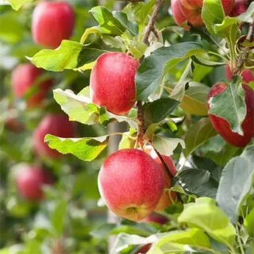 Selected Himalayan apples in ACV support digestion, gut probiotics, immune health, natural cleansing