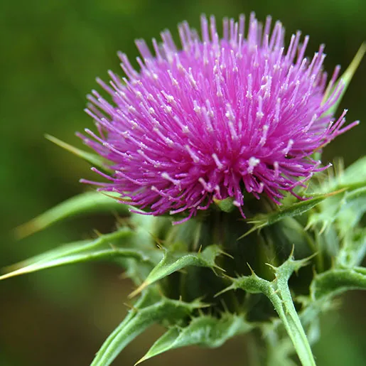 Natural milk thistle supports liver detox, daily protection and wellness in herbal health drink blends