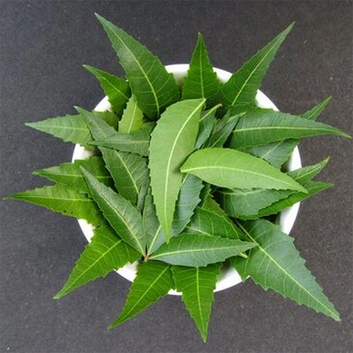 Neem leaves for the natural purification and supporting sugar balance in SugarSenz, Tamil Nadu.